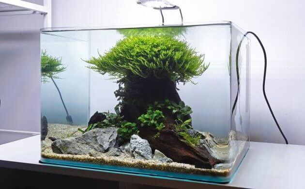 45 Nano Planted Tank Design Inspirations to Displayed at the Office, Rooms, and Living Room That Will Eliminate Your High Stress