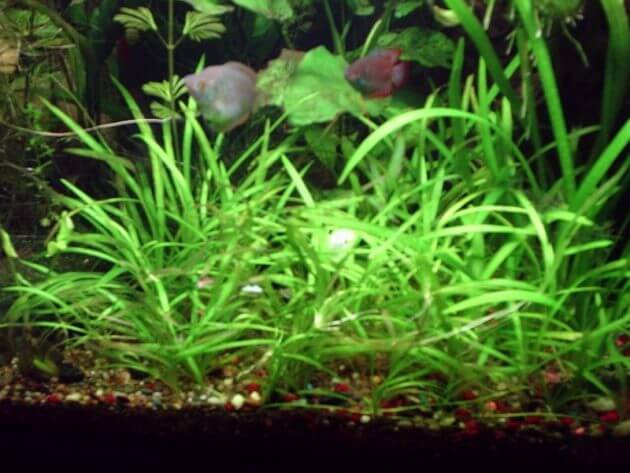 Best Freshwater Aquarium Grass For Planting In Large Aquarium Echinodorus Tenellus or Helanthium Tenellum or Pygmy Chain Sword