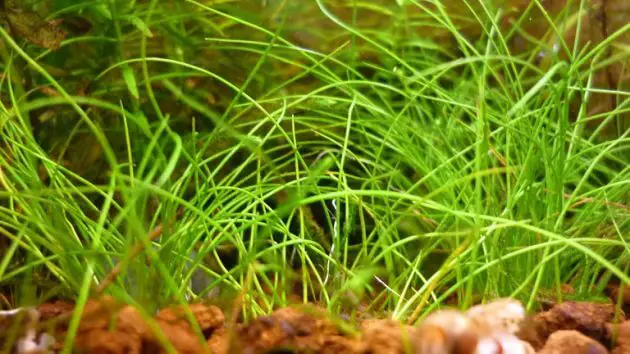 Best Ground Cover Aquarium Plants Eleocharis sp 'Mini'