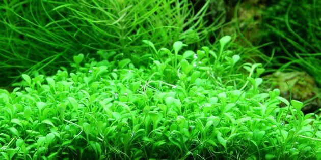 Fast Growing Aquarium Carpet Plants Glossostigma Elatinoides Also Known As Small Mud-Mat