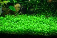 Freshwater Aquarium Plants Guide How To Carpeting Aquarium With Hemianthus Callitrichoides Aka Cuba
