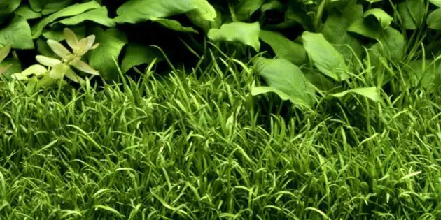 Grass For Freshwater Aquarium Lilaeopsis Brasiliensis or Called Micro Sword