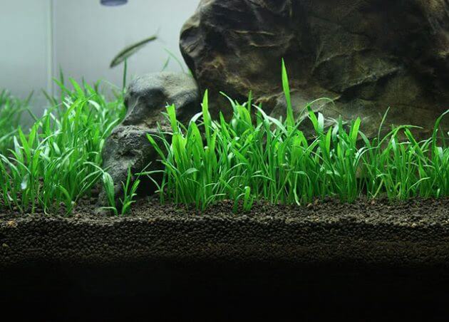 Grass For Freshwater Aquarium Lilaeopsis Brasiliensis or Called Micro Sword