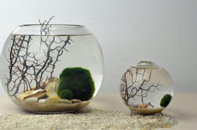 The Easiest Aquarium Plants For Beginner Aegagropila Linnaei Known as Marimo Moss Balls