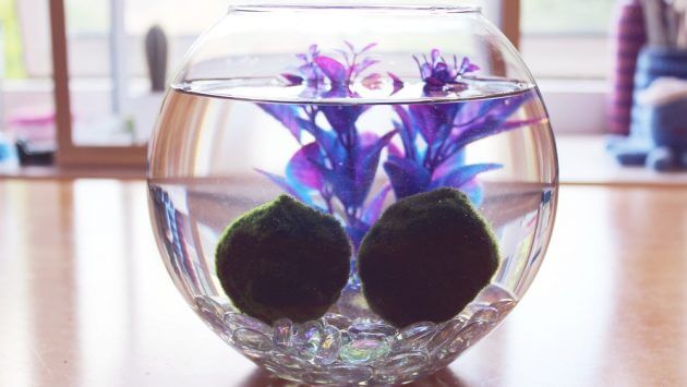 The Easiest Aquarium Plants For Beginner Aegagropila Linnaei Known as Marimo Moss Ball