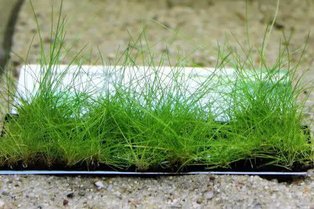 Underwater Grass For Aquarium Eleocharis Pusilla (Eleocharis Parvula or Hairgrass)