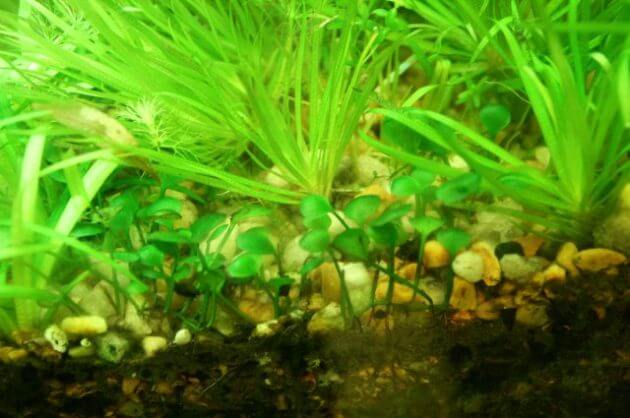 Easy Foreground Aquarium Plants for Nano Tank Marsilea or Water Clover