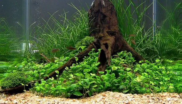 Easy Foreground Aquarium Plants for Nano Tank Marsilea or Water Clover