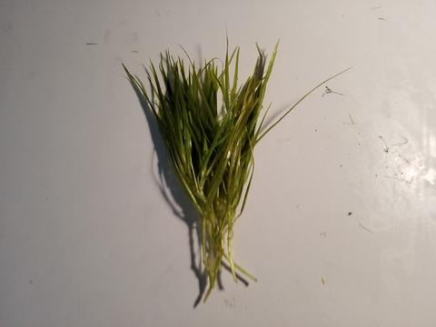 The Best Aquatic Grass for Aquariums Blyxa Japonica Var. Japonica or Called Japanese Bamboo
