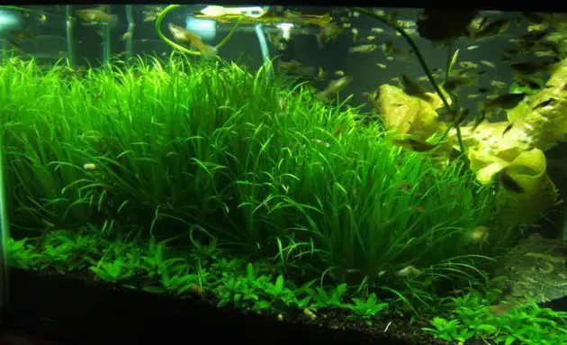 The Best Aquatic Grass for Aquariums Blyxa Japonica Var. Japonica or Called Japanese Bamboo