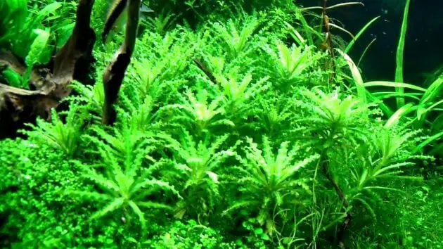 Live Plants in Freshwater Aquarium Pogostemon Helferi or Called Daonoi
