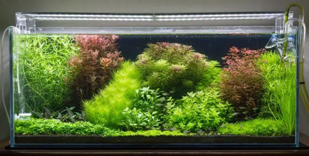 Live Plants in Freshwater Aquarium Pogostemon Helferi or Called Daonoi