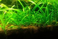 Aquarium Plant Guide For Carpeting Aquarium With Sagittaria Subulata or Called Dwarf Sagittaria