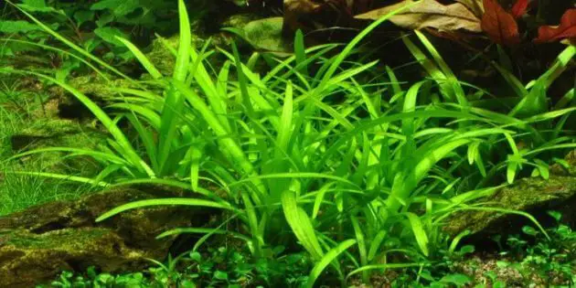Aquarium Plant Guide For Carpeting Aquarium With Sagittaria Subulata or Called Dwarf Sagittaria