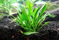 Best Foreground Plants Aquarium Cryptocoryne Parva For Nano Tanks