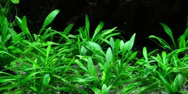 Best Foreground Plants Aquarium Cryptocoryne Parva For Nano Tanks