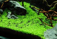 Best Foreground Aquarium Plants For Nano Tanks "Elatine hydropiper Or Eight-Stamen Waterwort"
