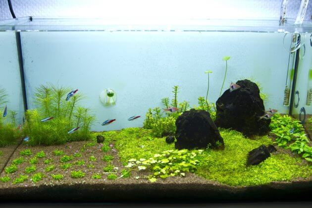 Best Foreground Aquarium Plants For Nano Tanks Elatine hydropiper Or Eight-Stamen Waterwort