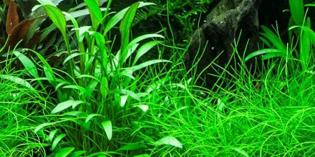 The Best Low Light Ground Cover Aquarium Plants Cryptocoryne X Willisii