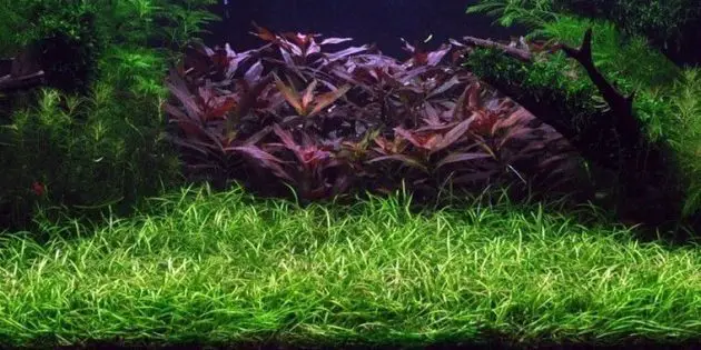 The Best Plants For Freshwater Aquarium Ground Covering Helanthium Bolivianum Or Bolivian Sword