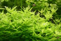 Fresh Water Aquarium Foreground Plants "Elatine Triandra or Three-stamen Waterwort"