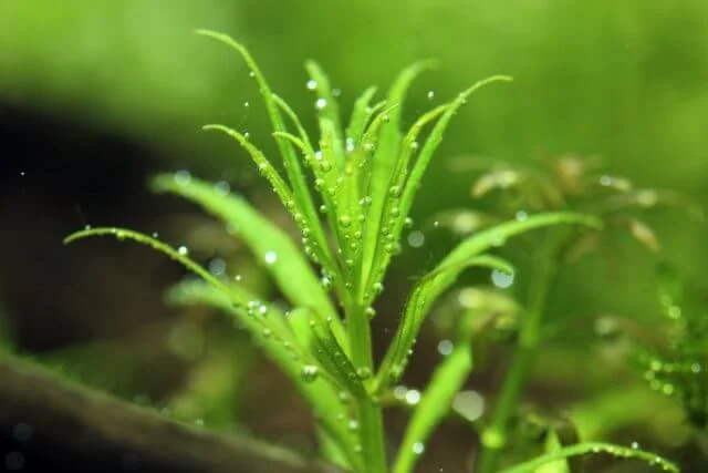 The Best Aquarium Stem Plants For Foreground Limnophila sp. Vietnam