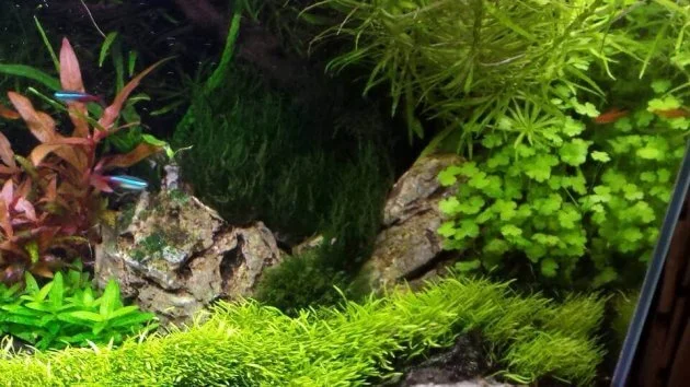 The Best Small Foreground Aquarium Plants Marsilea Crenata Or Dwarf Clover Fern
