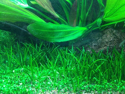 The Best Foreground Aquatic Grass For Freshwater Aquariums Littorella Uniflora