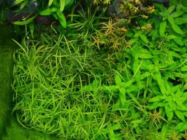 The Rarest Live Freshwater Aquarium Plants For Cover The Substrates Ranalisma Rostratum