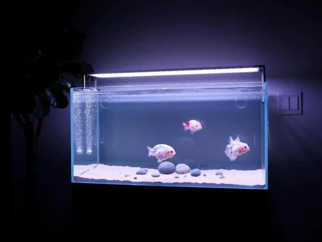 10 Good Reason Why Should Have An Aquarium Fish At Your Home