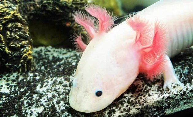 Are Axolotls Good Pets For You It's A Complete Guide Of Keeping, Feeding, Behavior, Characteristics