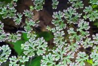 Azolla Cristata Is The Best Live Floating Plants For Betta Fish Tank
