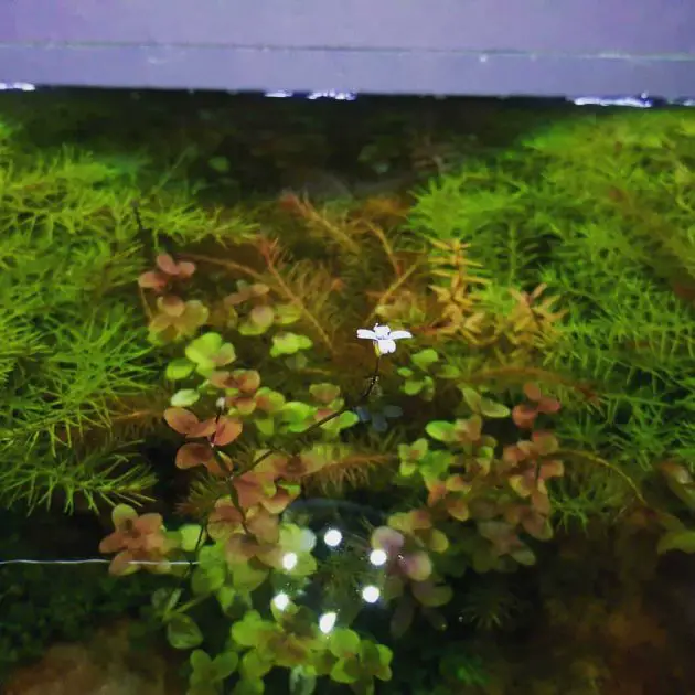 Bacopa Australis Is The Easy Keeping Stem Plants For Beginner In Aquarium