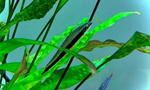 Dwarf Gourami Fish Tank Mates - List Of 9 The Best Friendly And Compatible Species