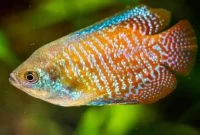 The Complete Guide To Keep Dwarf Gourami Fish (Tank Setup And Mates, Appeareance, Feeding, Disease, Breeding)