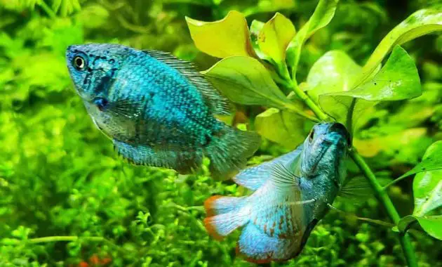 The Complete Guide To Keep Dwarf Gourami Fish (Tank Setup And Mates, Appeareance, Feeding, Disease, Breeding)