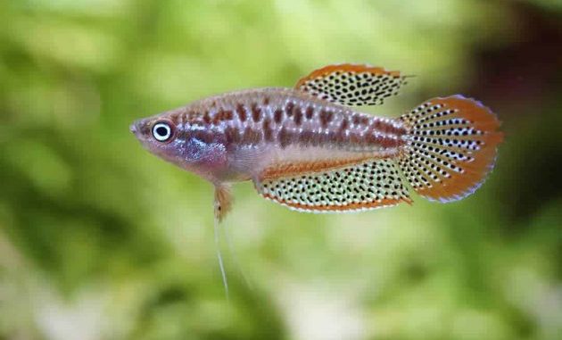The Complete Guide To Keeping Sparkling Gourami Fish