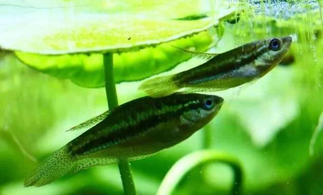 The Complete Guide To Keeping Sparkling Gourami Fish
