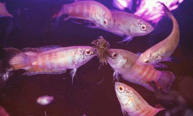 Freshwater Paradise Gourami Complete Care Guide