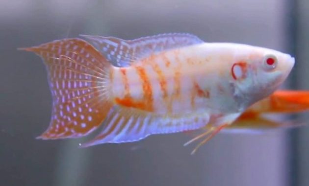 Freshwater Paradise Gourami Complete Care Guide