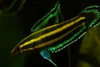 Licorice Gourami The Unusual Blackwater Fish