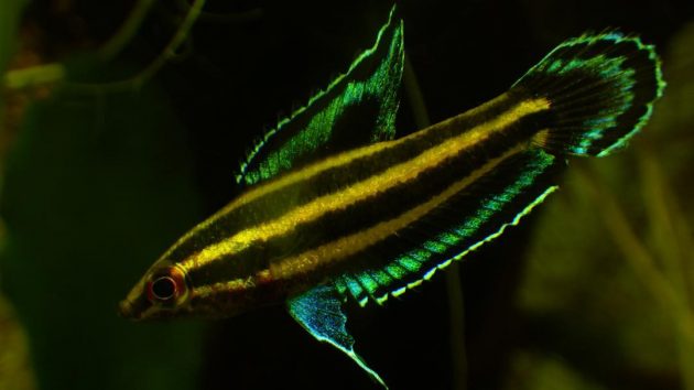 Licorice Gourami The Unusual Blackwater Fish