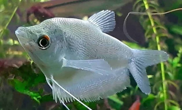 Moonlight Gourami Is Amazing Silvery Labyrinth Fish
