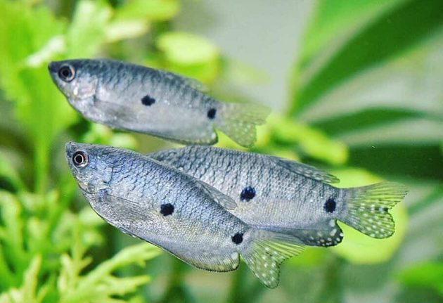 Three Spot Gourami Fish Species Complete Profiles