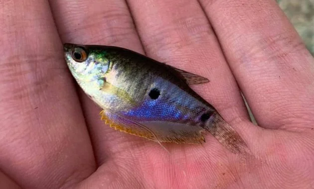 Three Spot Gourami Fish Species Complete Profiles