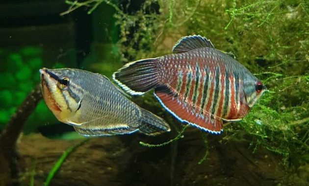 Sphaerichthys Vaillanti Or Samurai Gourami Is The Uncommon Wild Fish
