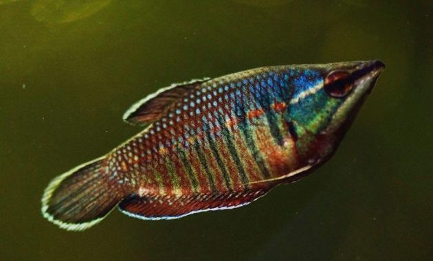 Sphaerichthys Vaillanti Or Samurai Gourami Is The Uncommon Wild Fish4