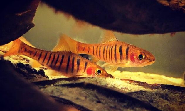 3 Best Tropical African Fish For Blackwater Aquarium