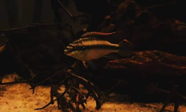 3 Best Tropical African Fish For Blackwater Aquarium