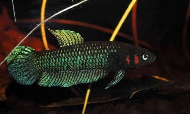 Asian Popular Freshwater Aquarium Fish Types That Originally Live In Blackwater